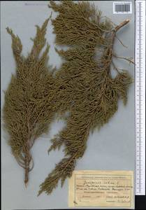 Можжевельник казацкий L., Средняя Азия и Казахстан, Северный и Центральный Тянь-Шань (M4) (Киргизия)