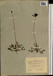Oreomecon radicatum subsp. radicatum, Сибирь, Западная Сибирь (S1) (Россия)