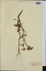 Солончковая астра паннонская, Триполиум солончаковый (Jacq.) Dobrocz., Западная Европа (EUR) (Неизвестно)