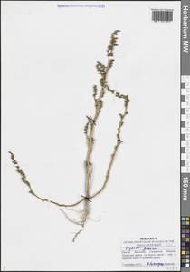 Марь сизая (L.) S.Fuentes, Uotila & Borsch, Восточная Европа, Средневолжский район (E8) (Россия)