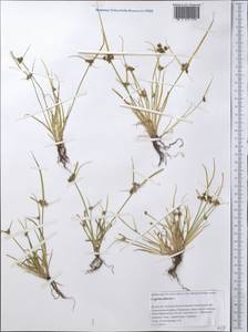 Сыть бурая L., Средняя Азия и Казахстан, Прикаспийский Устюрт и Северное Приаралье (M8) (Казахстан)