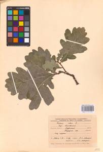 Дуб черешчатый, Дуб обыкновенный L., Восточная Европа, Центральный лесостепной район (E6) (Россия)