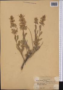 Salvia dorrii (Kellogg) Abrams, Америка (AMER) (США)