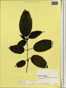 Melastomataceae, Зарубежная Азия (ASIA) (Малайзия)