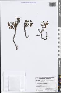 Толокнянка альпийская (L.) Spreng., Сибирь, Центральная Сибирь (S3) (Россия)