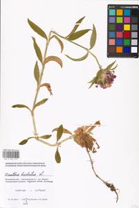 Гвоздика бородатая L., Восточная Европа, Московская область и Москва (E4a) (Россия)