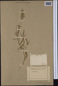 Trisetaria panicea (Lam.) Paunero, Ботанические сады и дендрарии (GARD) (Италия)