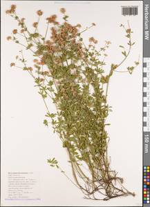 Lotus herbaceus (Vill.) Jauzein, Кавказ, Черноморское побережье (от Новороссийска до Адлера) (K3) (Россия)