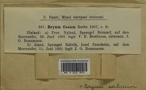 Ptychostomum salinum (I. Hagen ex Limpr.) J.R. Spence, Гербарий мохообразных, Мхи - Западная Европа (BEu) (Аландские острова)