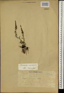 Вероника седая L., Монголия (MONG) (Монголия)