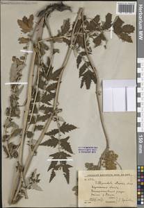 Таволга вязолистная (L.) Maxim., Восточная Европа, Центральный лесостепной район (E6) (Россия)