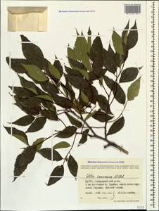 Каркас кавказский Willd., Кавказ, Грузия (K4) (Грузия)