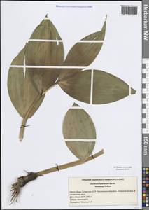 Чемерица Лобеля Bernh., Восточная Европа, Средневолжский район (E8) (Россия)