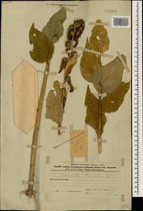 Колокольчик широколистный L., Кавказ, Азербайджан (K6) (Азербайджан)