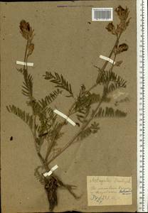 Астрагал эспарцетный L., Восточная Европа, Западно-Украинский район (E13) (Украина)