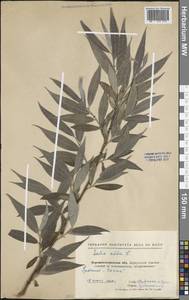 Ива белая, Ветла L., Восточная Европа, Северо-Украинский район (E11) (Украина)