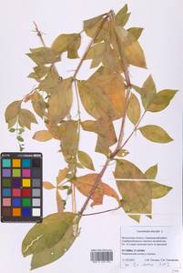 Волдырник ягодный (L.) Durande, Восточная Европа, Московская область и Москва (E4a) (Россия)