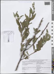 Prunus ledebouriana (Schltdl.) Y.Y.Yao, Средняя Азия и Казахстан, Джунгарский Алатау и Тарбагатай (M5) (Казахстан)