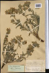 Onosma setosa subsp. transrhymnense (Klokov ex Popov) Kamelin, Средняя Азия и Казахстан, Муюнкумы, Прибалхашье и Бетпак-Дала (M9) (Казахстан)