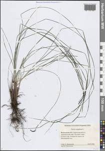 Осока дернистая L., Восточная Европа, Северный район (E1) (Россия)