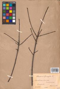 Крушина ломкая, Крушина ольховидная Mill., Восточная Европа, Московская область и Москва (E4a) (Россия)