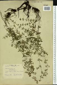 Подмаренник мягкий L., Восточная Европа, Северо-Западный район (E2) (Россия)