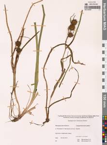 Ежеголовник всплывающий, Ежеголовник всплывший Rehmann, Сибирь, Чукотка и Камчатка (S7) (Россия)