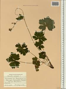 Подлесник европейский L., Восточная Европа, Западный район (E3) (Россия)