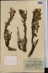Farinopsis salesoviana (Steph.) Chrtek & Soják, Средняя Азия и Казахстан, Северный и Центральный Тянь-Шань (M4) (Киргизия)