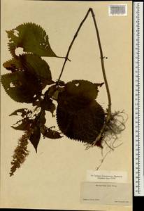 Lamiaceae, Зарубежная Азия (ASIA) (Япония)
