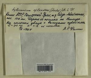 Hylocomium splendens (Hedw.) Schimp., Гербарий мохообразных, Мхи - Архангельская и Вологодская области, Коми, Ненецкий АО (B7) (Россия)