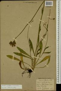 Pilosella densiflora subsp. densiflora, Восточная Европа, Ростовская область (E12a) (Россия)
