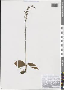 Hemipilia cucullata (L.) Y.Tang, H.Peng & T.Yukawa, Сибирь, Западная Сибирь (S1) (Россия)