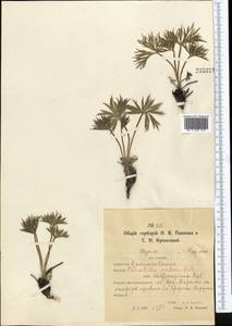 Прострел раскрытый, Сон-трава (L.) Mill., Средняя Азия и Казахстан, Северный и Центральный Казахстан (M10) (Казахстан)