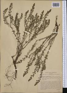 Satureja montana subsp. variegata (Host) P.W.Ball, Западная Европа (EUR) (Хорватия)