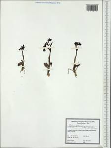 Ophrys speculum Link, nom. cons., Западная Европа (EUR) (Португалия)