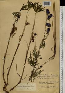 Борец байкальский (Turcz. ex Rapaics) Vorosch., Сибирь, Прибайкалье и Забайкалье (S4) (Россия)