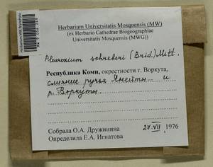 Pleurozium schreberi (Willd. ex Brid.) Mitt., Гербарий мохообразных, Мхи - Архангельская и Вологодская области, Коми, Ненецкий АО (B7) (Россия)