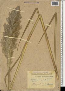 Tripidium ravennae (L.) H.Scholz, Кавказ, Северная Осетия, Ингушетия и Чечня (K1c) (Россия)