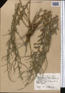 Полынь селитряная Weber ex Stechm., Средняя Азия и Казахстан, Прикаспийский Устюрт и Северное Приаралье (M8) (Казахстан)