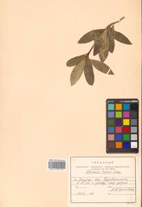 Скиммия промежуточная Komatsu, Сибирь, Дальний Восток (S6) (Россия)