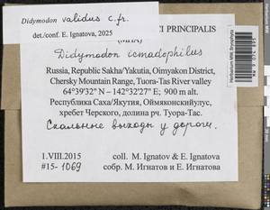 Didymodon validus Limpr., Гербарий мохообразных, Мхи - Якутия (B19) (Россия)
