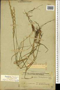Thinopyrum intermedium subsp. intermedium, Кавказ, Азербайджан (K6) (Азербайджан)