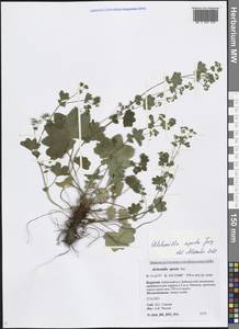 Манжетка открытая Juz., Сибирь, Прибайкалье и Забайкалье (S4) (Россия)