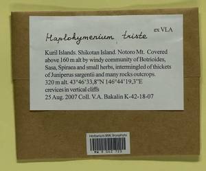 Haplohymenium triste (Ces.) Kindb., Гербарий мохообразных, Мхи - Дальний Восток (без Чукотки и Камчатки) (B20) (Россия)