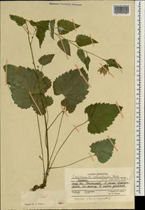 Campanula sclerotricha Boiss., Зарубежная Азия (ASIA) (Афганистан)