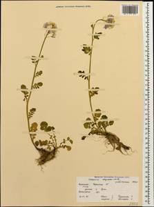 Cardamine raphanifolia subsp. acris (Griseb.) O.E. Schulz, Кавказ, Ставропольский край, Карачаево-Черкесия, Кабардино-Балкария (K1b) (Россия)