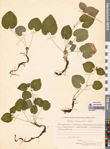 Фиалка Морица Tepl., Сибирь, Чукотка и Камчатка (S7) (Россия)