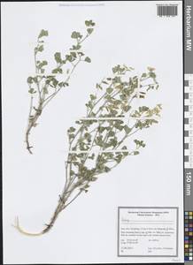 Fabaceae, Зарубежная Азия (ASIA) (Иран)