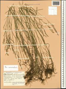Мятлик дубравный L., Кавказ, Северная Осетия, Ингушетия и Чечня (K1c) (Россия)